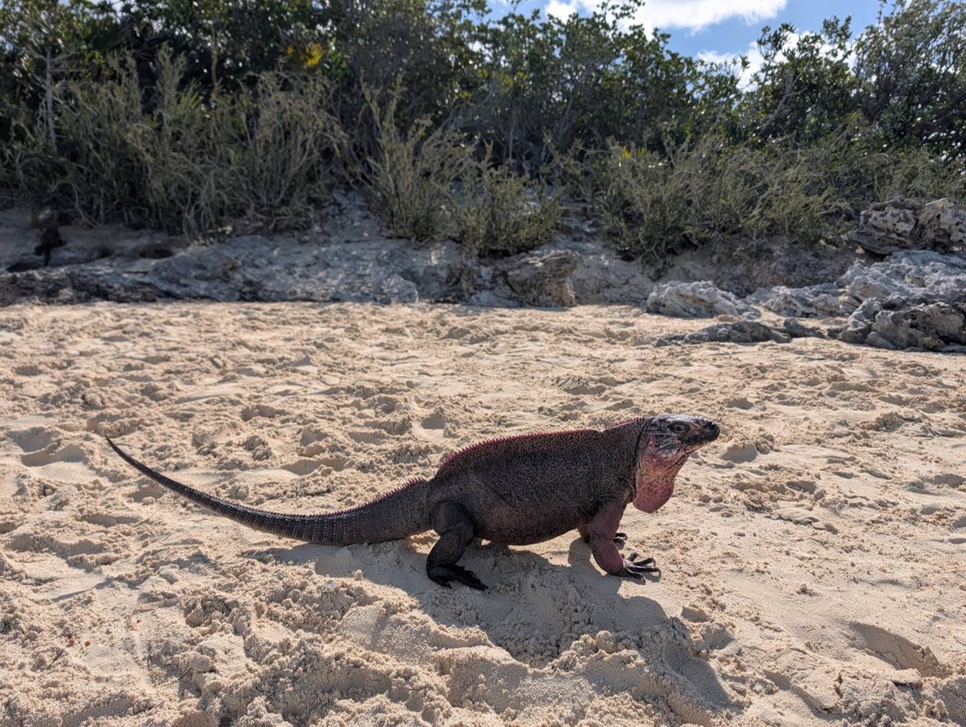 Allen's Cay rock iguana sitting on the rocks of Allen's Cay